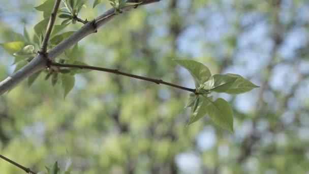 Groen blad in het voorjaar — Stockvideo