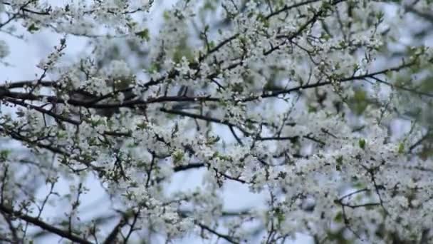 Квітучі вишневі дерева — стокове відео