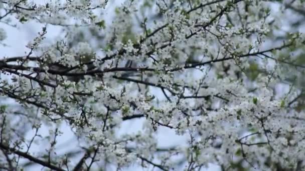 Albero ciliegio fiorito — Video Stock