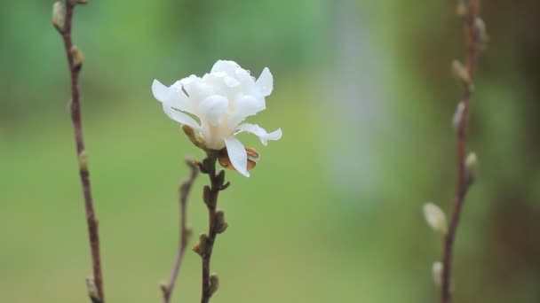 Květy Magnolie keř — Stock video