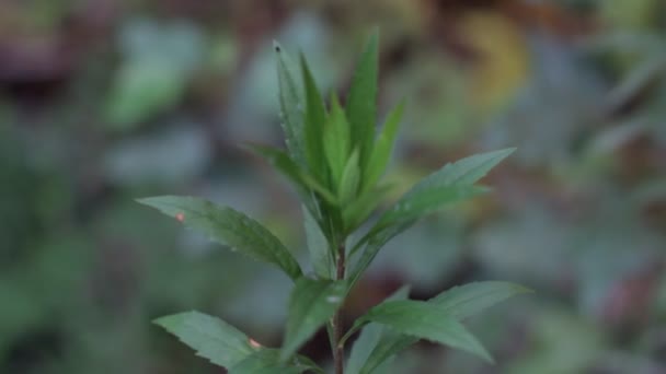 Herbstliche Landschaftspflanzen — Stockvideo