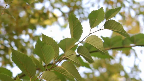 Plantes paysagères d'automne 
