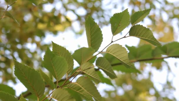 Herfst landschap planten — Stockvideo