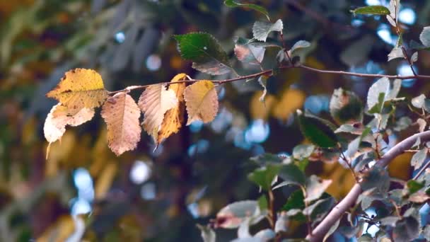 秋季景观植物 — 图库视频影像