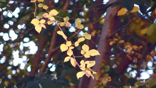 秋景色の植物 — ストック動画