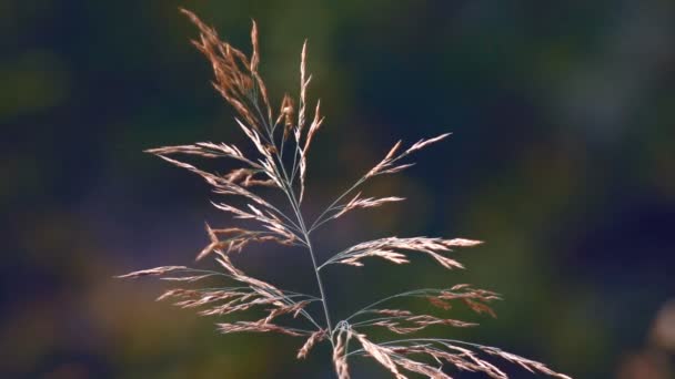 Plantas de paisaje otoñal — Vídeo de stock