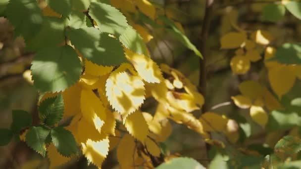Φυτά τοπίο του φθινοπώρου — Αρχείο Βίντεο