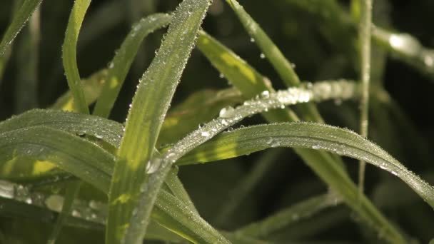 Зеленая трава и капли воды — стоковое видео