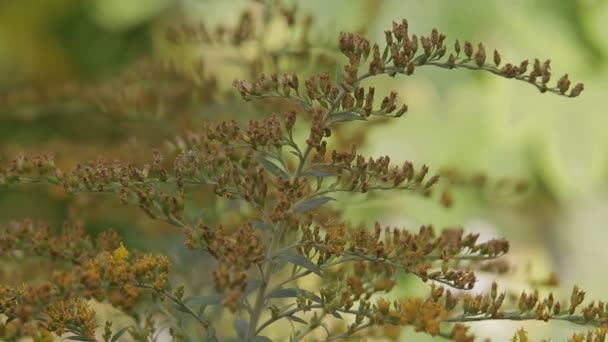 Sonbahar peyzaj bitkileri — Stok video