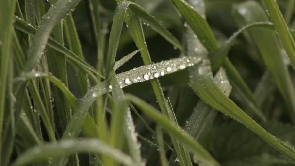 Zielona trawa i wody kropelki — Wideo stockowe