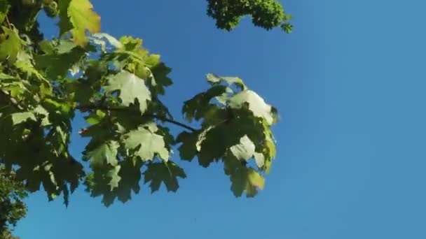 Folhas verdes em um ramo — Vídeo de Stock