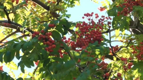 Деревянная ветвь с ягодами рябины — стоковое видео