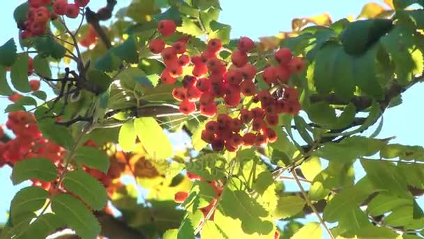 Деревянная ветвь с ягодами рябины — стоковое видео