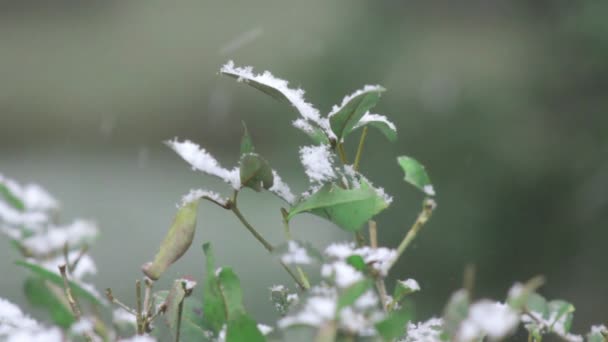 Зимний снег на растениях — стоковое видео