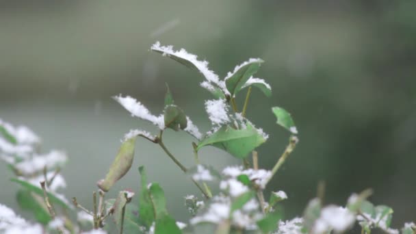 Inverno queda de neve em plantas — Vídeo de Stock