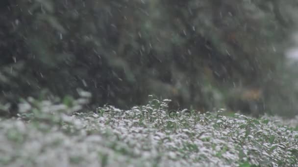 Vinter snöfall på växter — Stockvideo