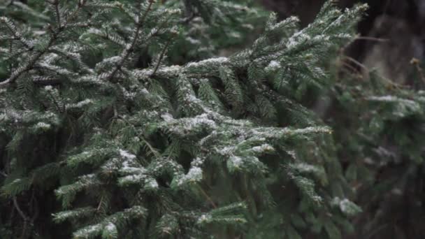 Nevicate invernali sulle piante — Video Stock