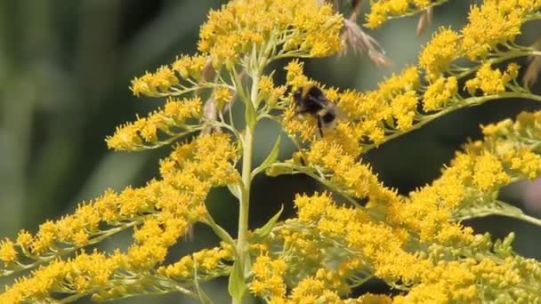 곤충 꿀벌 관목 — 비디오