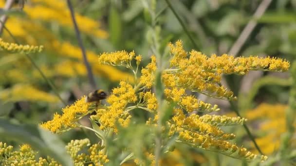 Insect Bumblebee Shrubs — Stock Video