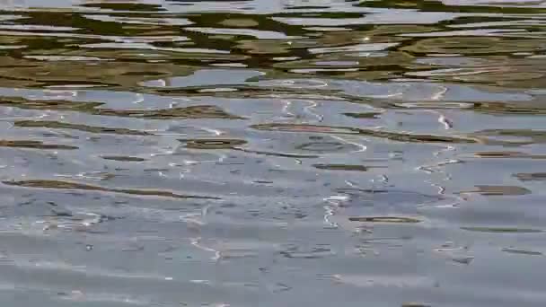 Olas en el agua en el lago — Vídeo de stock