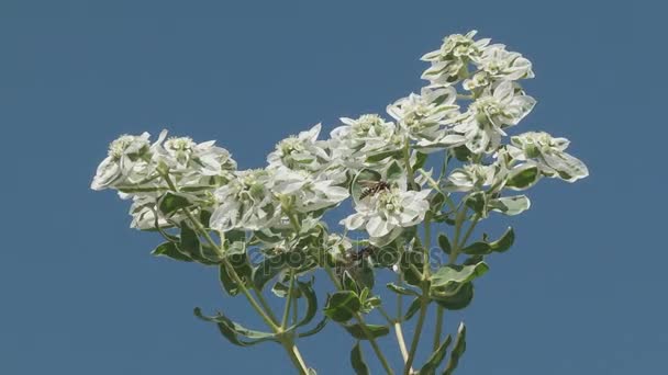Bienen auf Blumen auf blauem Hintergrund — Stockvideo