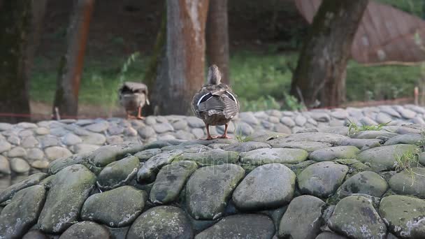 Дикие утки в городском парке — стоковое видео