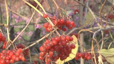 Sonbahar Bush kartopu