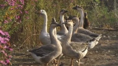 Bahçede yürüyüş kaz