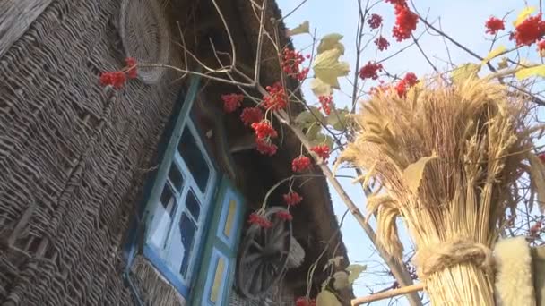 Bayas de otoño cerca de casas antiguas — Vídeos de Stock