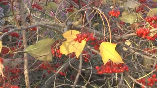 Hösten Bush Viburnum — Stockvideo