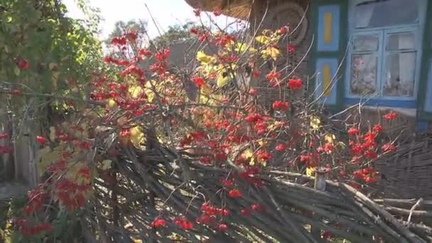 Вибурнум, Осенний Буш — стоковое видео