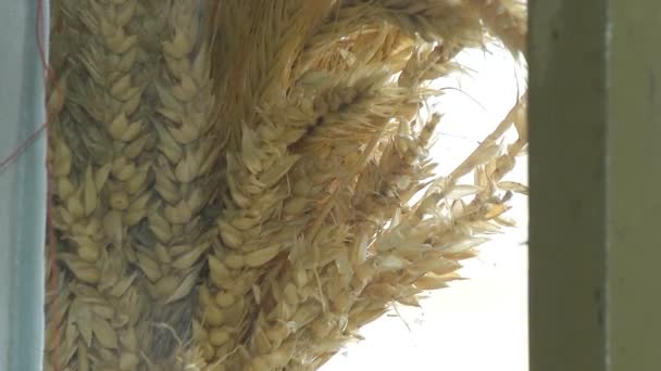 Buğday demet arka plan — Stok video