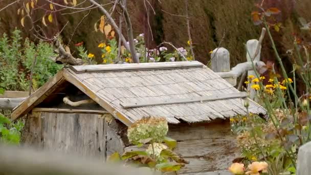 Casas decorativas para el mantenimiento de aves de corral — Vídeo de stock