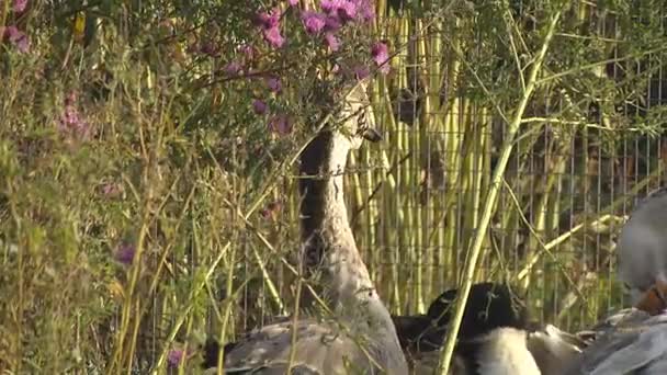 鹅在院子里散步 — 图库视频影像