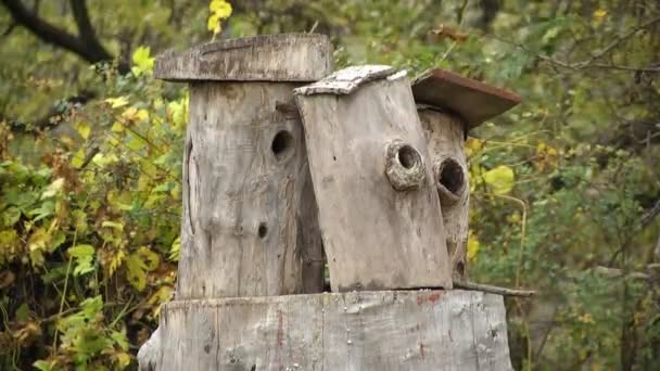 Bikupa i det gamla trädet — Stockvideo