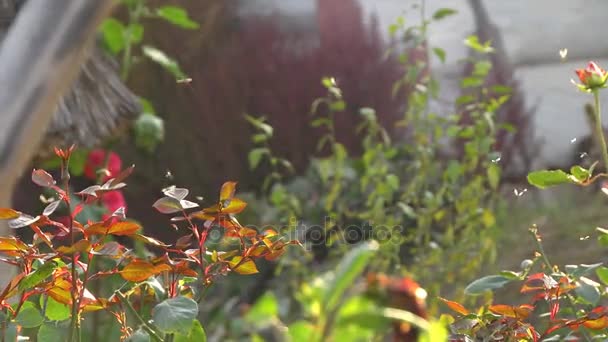 Комаха рій мух — стокове відео