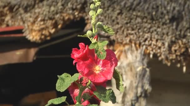 Piękna jesień kwiat — Wideo stockowe