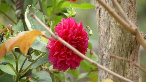 Flor de outono vermelho Dahlia — Vídeo de Stock