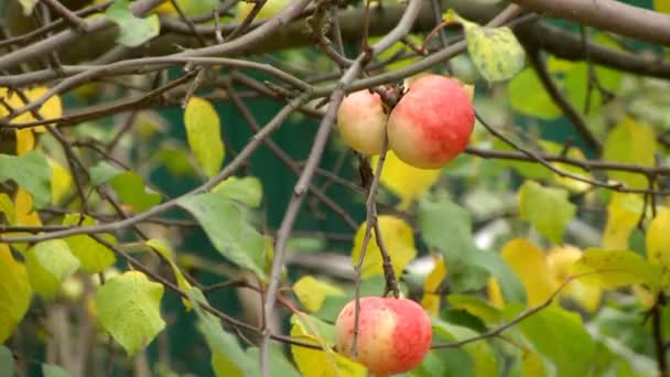 Стигле яблуко на дереві — стокове відео