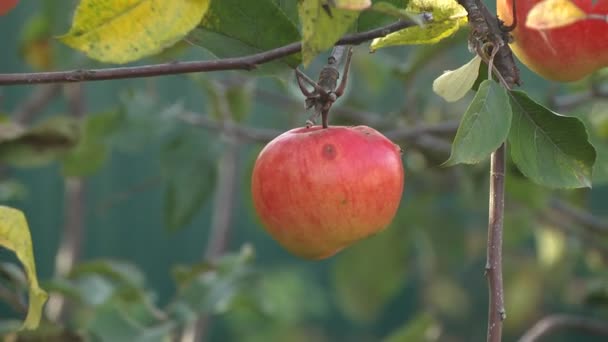Dojrzałe jabłko na drzewie — Wideo stockowe