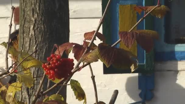 Viburnum jesień krzew — Wideo stockowe