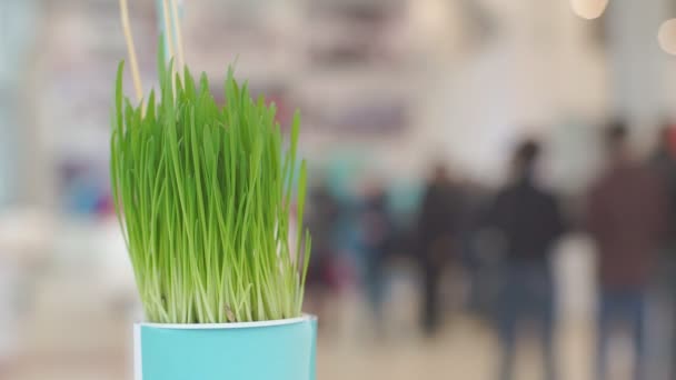 Grüne Jungpflanzen im Büro — Stockvideo