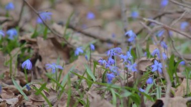 Bahar ormanında kar damlaları