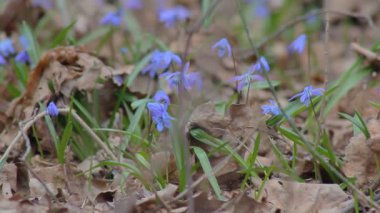 Bahar ormanında kar damlaları