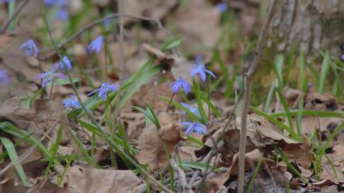 Bahar ormanında kar damlaları