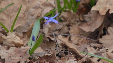 Bahar ormanında kar damlaları