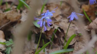 Bahar ormanında kar damlaları