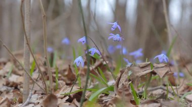 Bahar ormanında kar damlaları