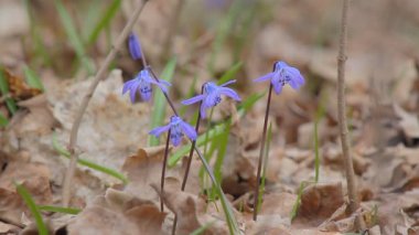 Bahar ormanında kar damlaları