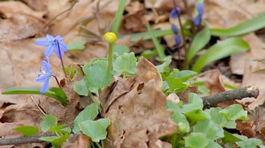 Bahar ormanında kar damlaları